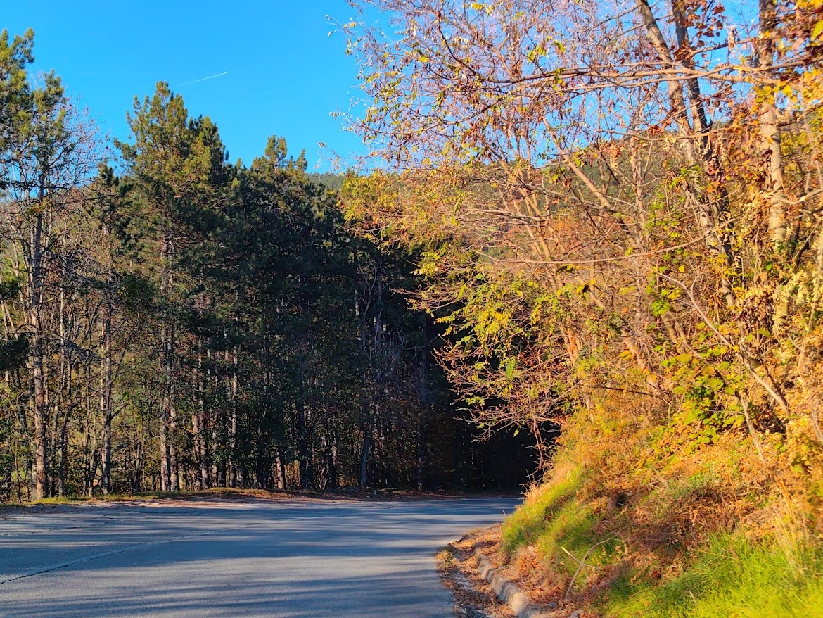 Дорога в национальный парк Тара