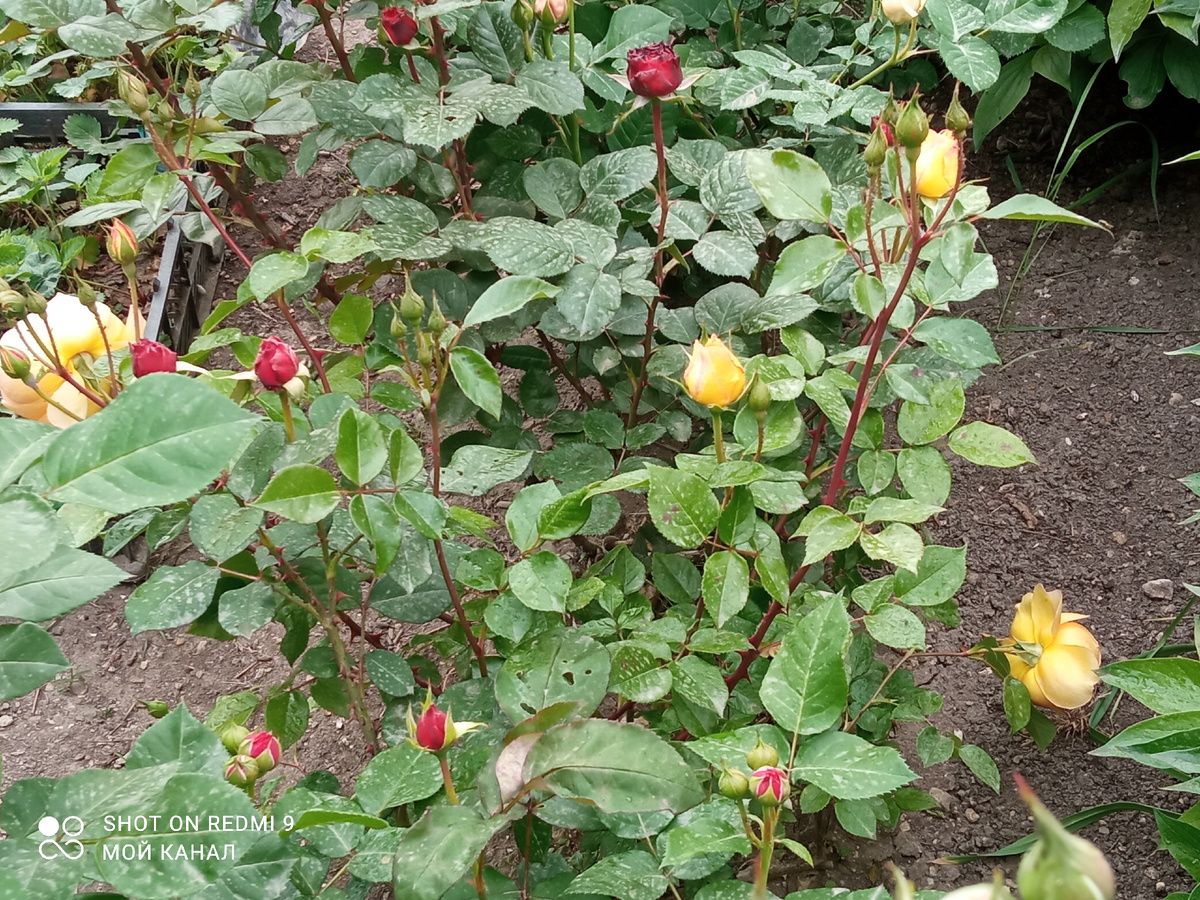 Розы в моем саду. Фото автора.