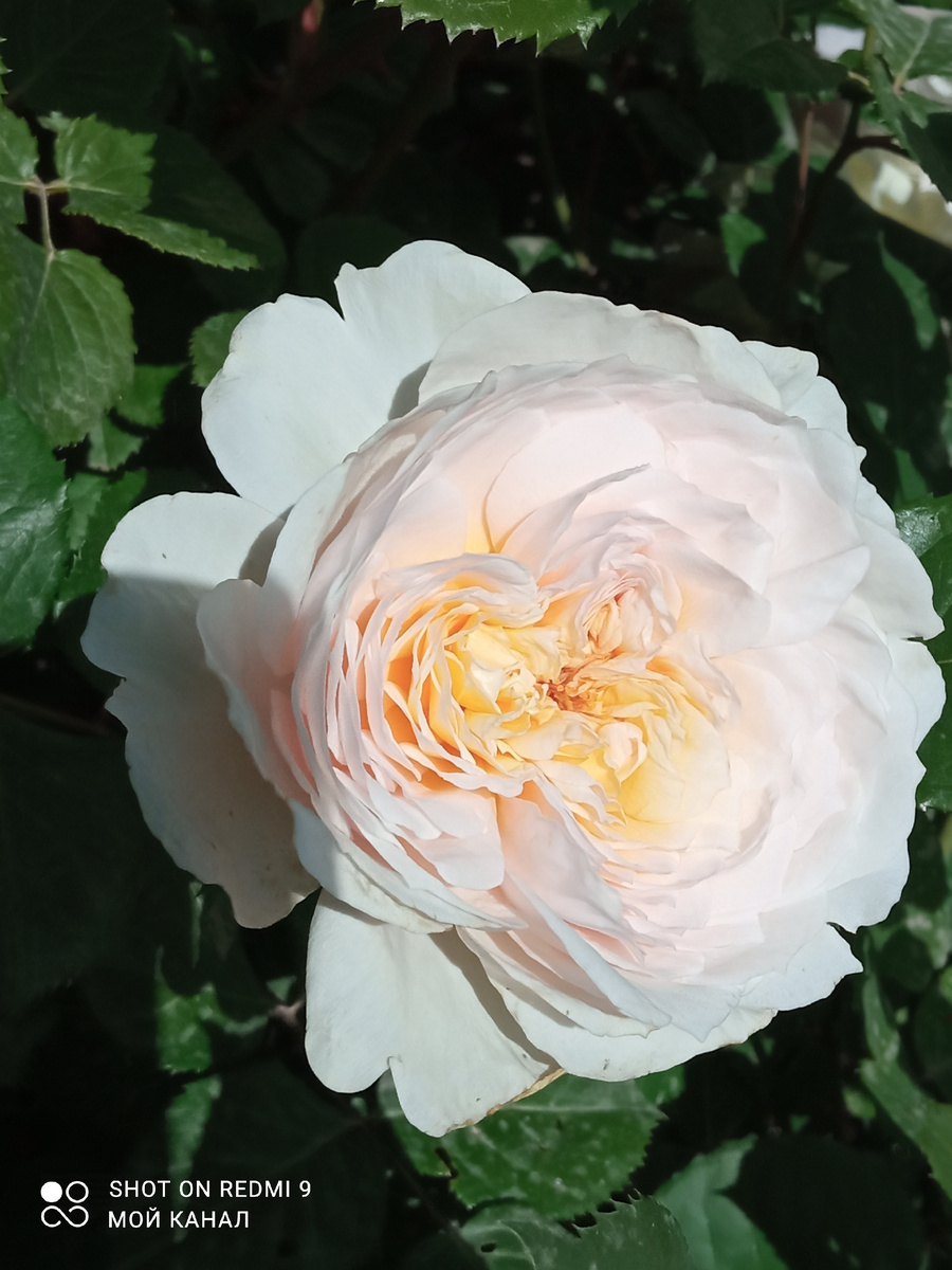 Остинка Эмили Бронте из питомника Роза-флора. Фото автора.