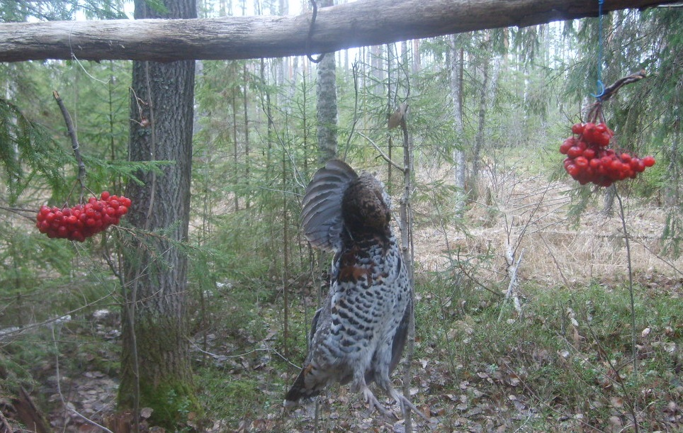 Рябчик, добытый петлёй