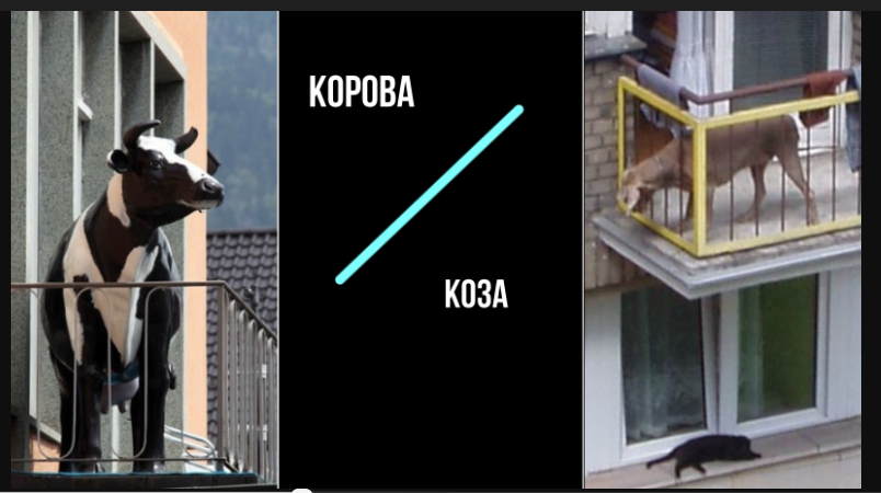 Корова или коза? Коллаж автора