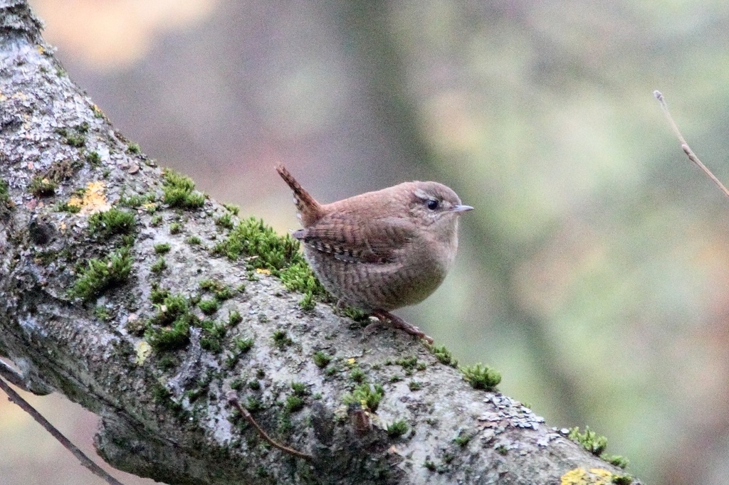 Крапивничек в Павловской роще. 