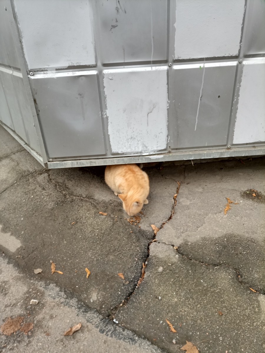 Красносельский Рыжик