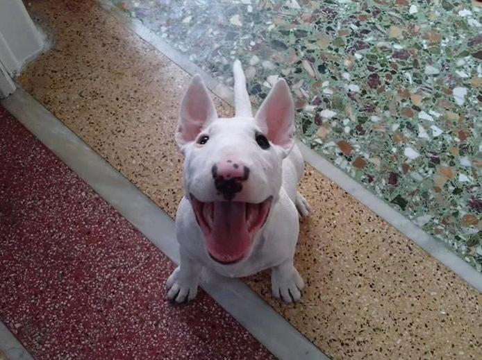 Фото с сайта Pinterest