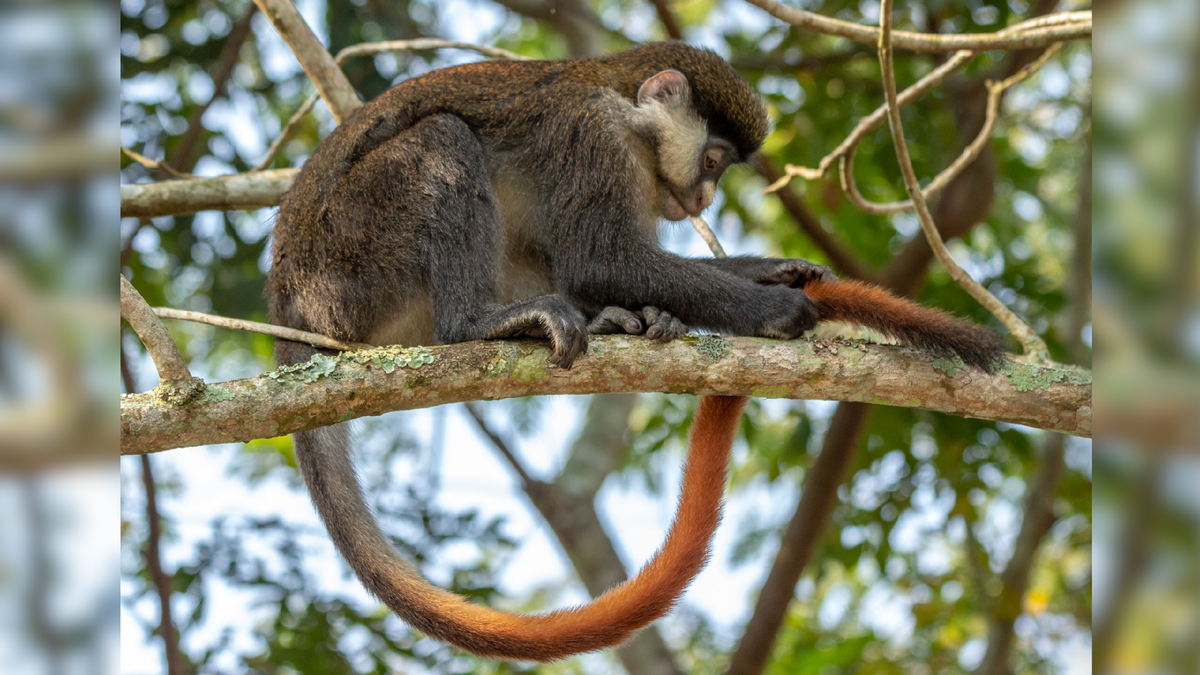 Рыжехвостая обезьяна (Уганда) ухаживает за "пятой рукой". Источник изображения: ergin.ru