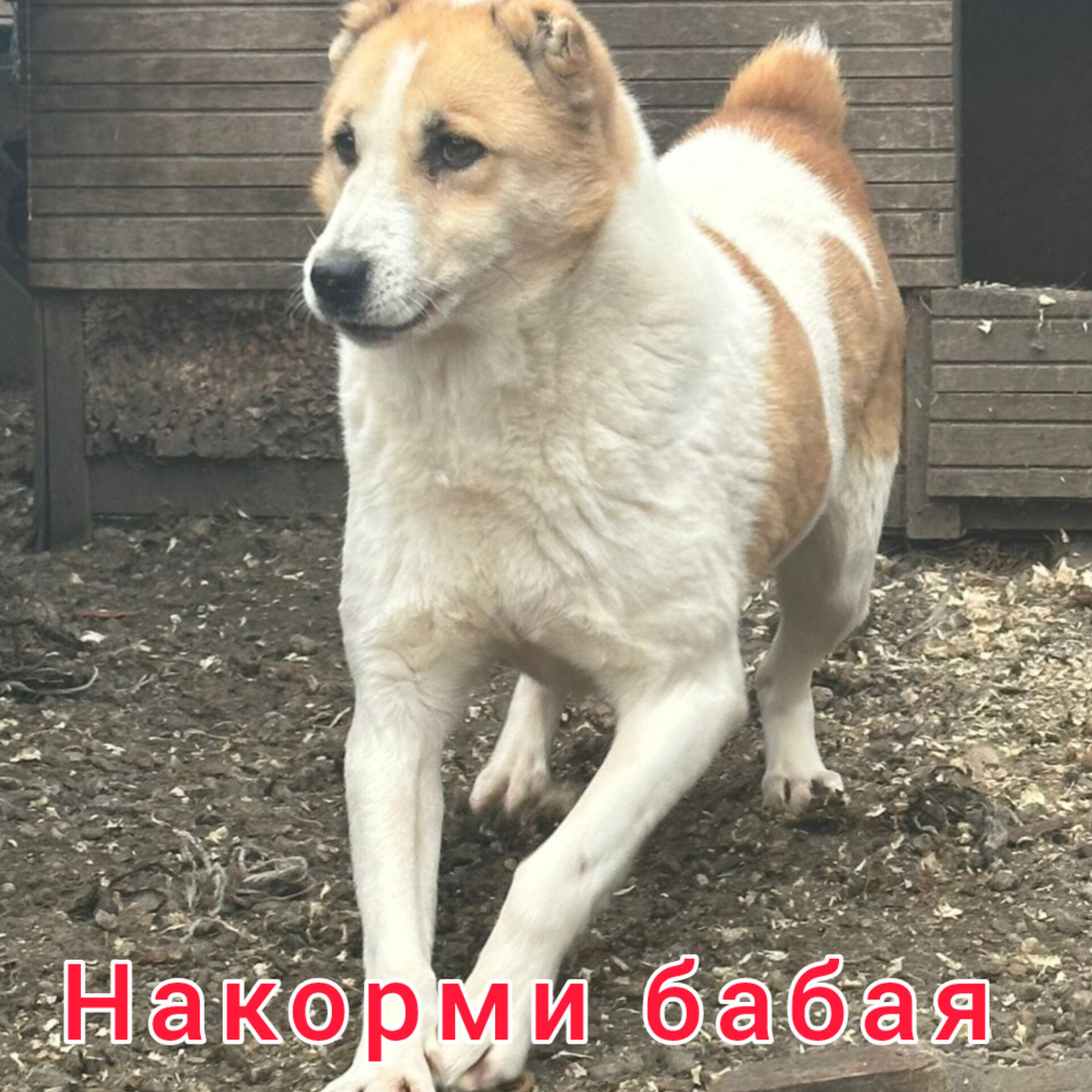 Жади