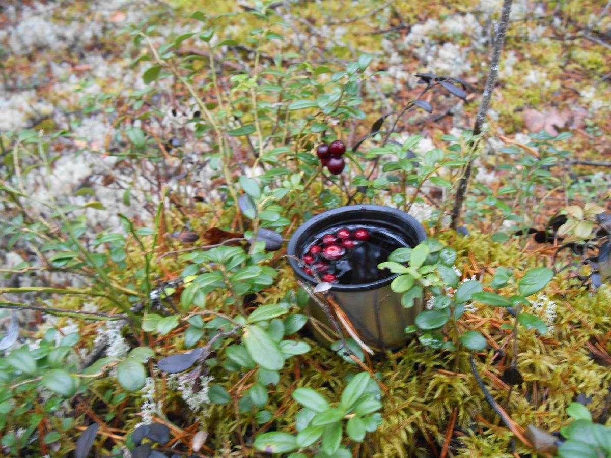 Таёжный чай.