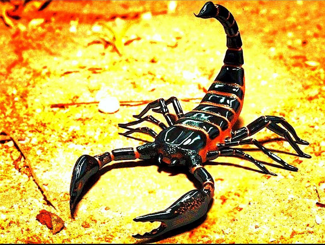 Скорпионы — это удивительные создания, которые играют важную роль в экосистемах и культуре человечества. Давайте подробнее рассмотрим, для чего они нужны природе, какие поверья с ними связаны и каково общественное мнение о них.