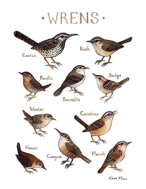 Крапивники Северной Америки.