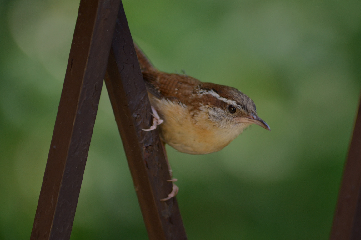 Каролинский кустарниковый крапивник (фото автора).
