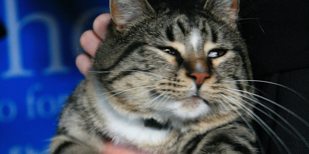 Как кошки скрывают боль: 8 изменений, на которые стоит обратить внимание