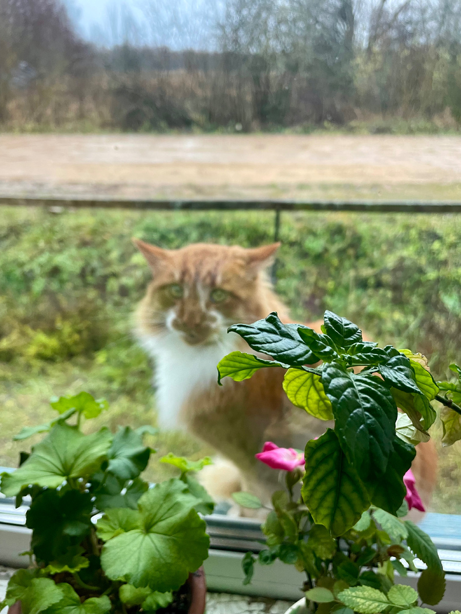 Рыжик присоединяется к моим словам😻