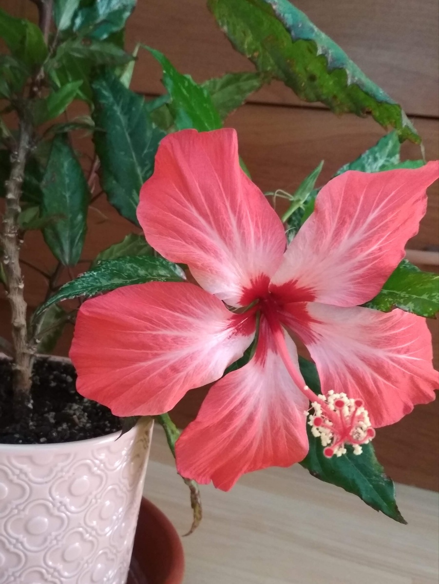 Здесь он совсем молодой, только -только порадовал цветением