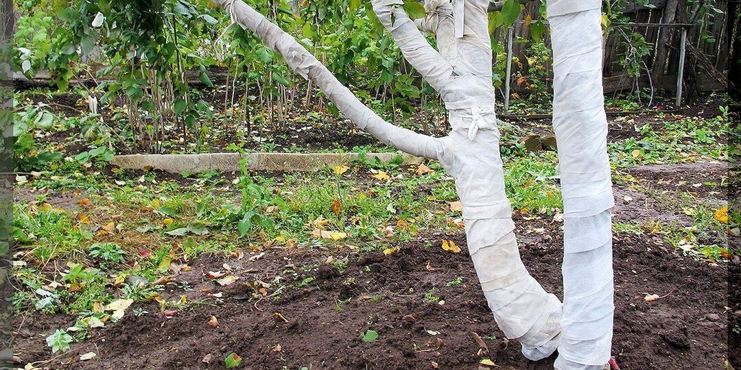 Два самых важных дела осенью с косточковыми деревьями: как правильно лечить камедетечение и избавить сад от ненужной просли