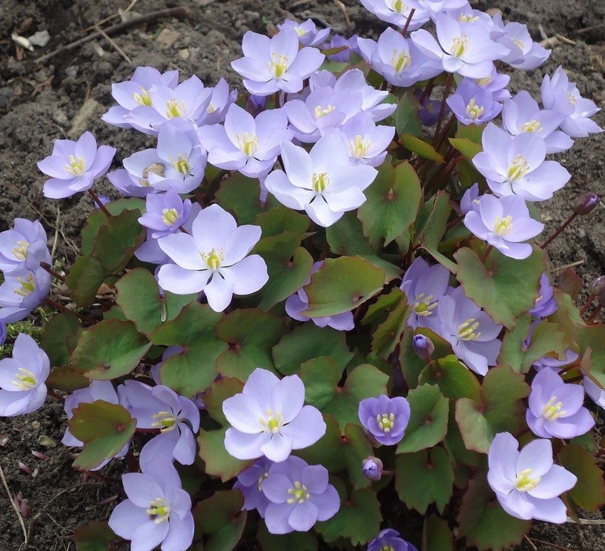 Джефферсония