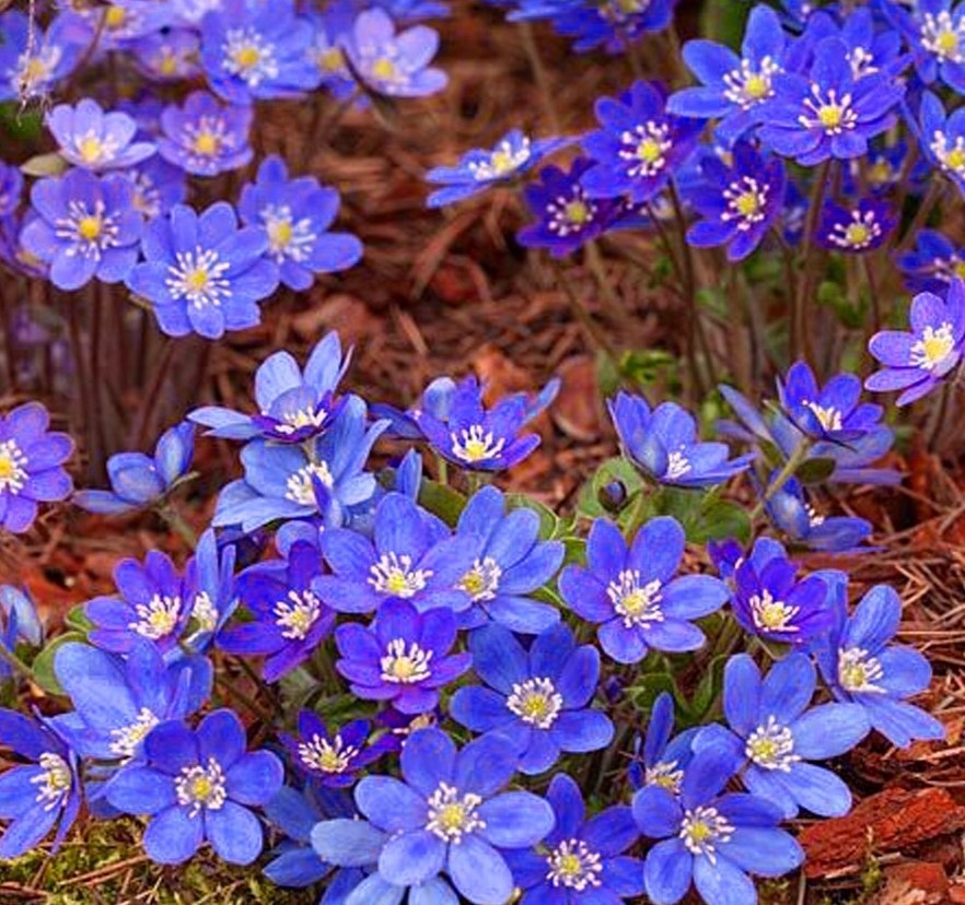 Печеночница