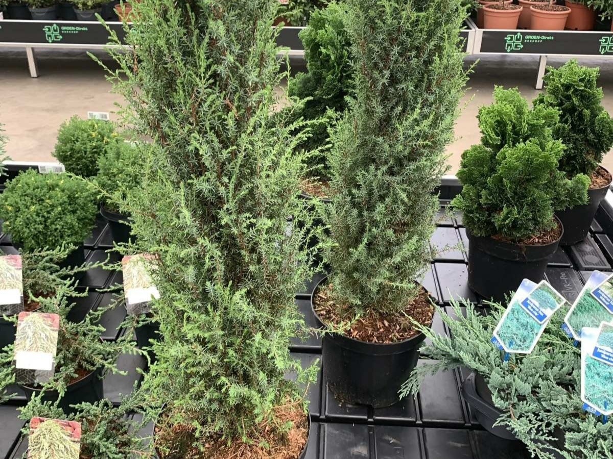 Можжевельник обыкновенный Арнольд. У него узкая колоновидная крона, а значит, ему нетрудно будет найти место даже на небольшом участке. Фото: tuinplantenbezorgd.nl