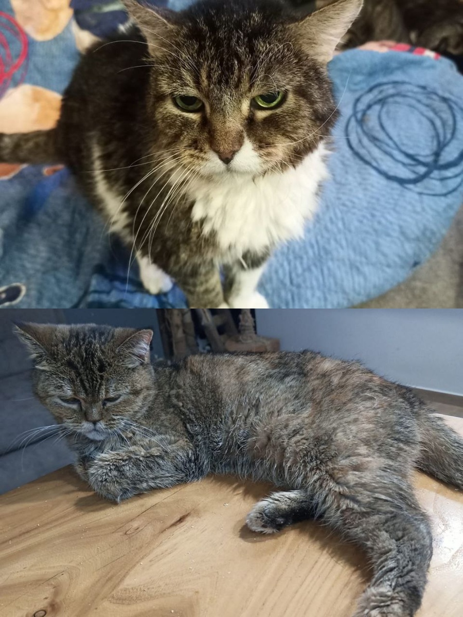 Пирожку и Моне нездоровится (((