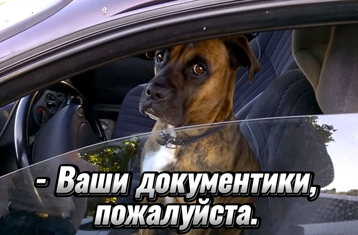  Собака в машине напротив, тоже за рулём сидит! Значит, тоже водитель, да? 