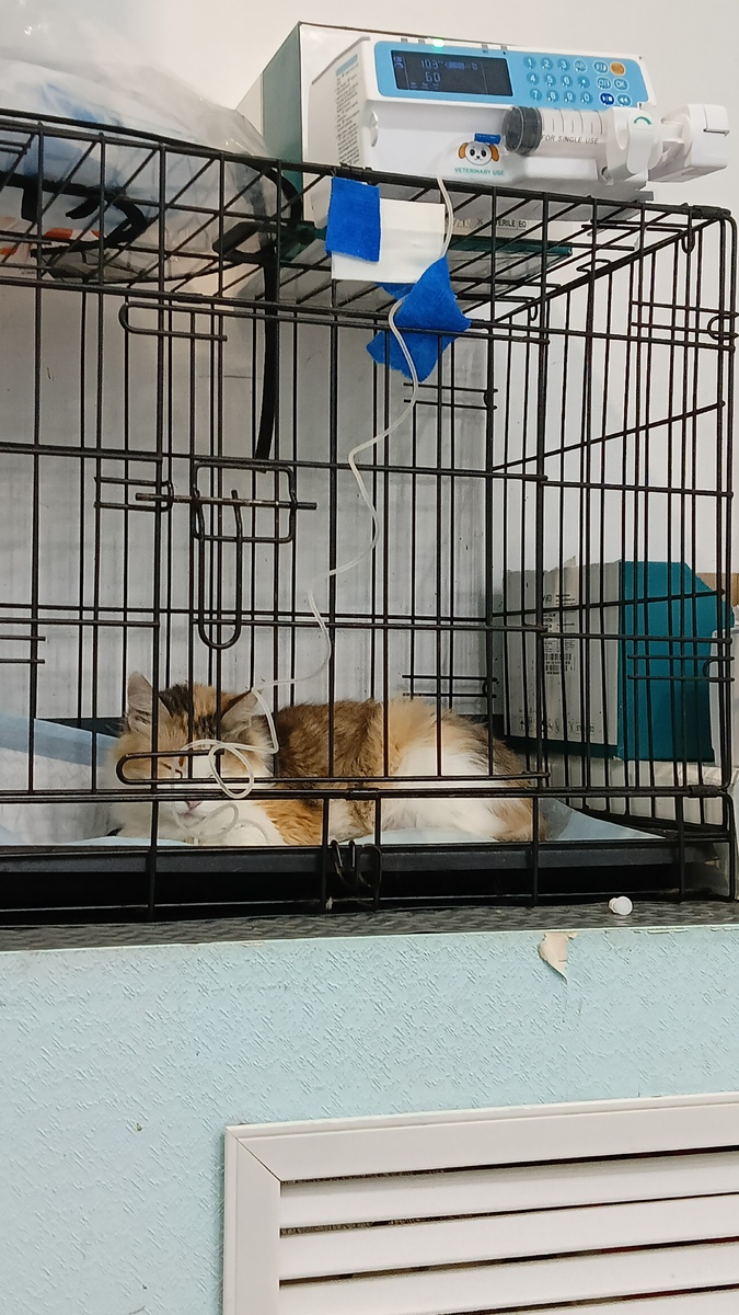 Первая капельница от обезвоживания.