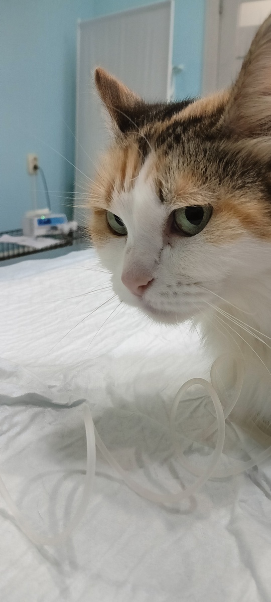 Обиделась, что талант не оценили и опять начали активно лечить.