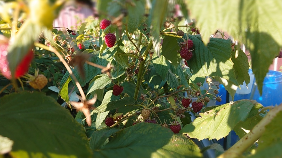 Причина того, почему именно осенью появляется свободное время - заканчиваются огородные дела!