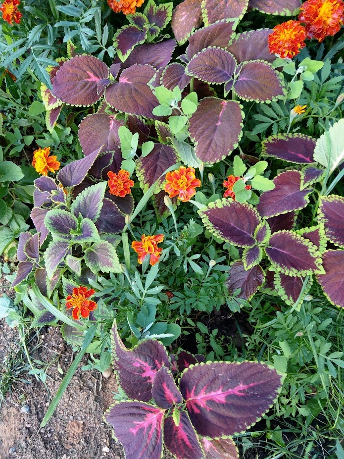 Просто красивые цветочки, чтобы порадовать глаз