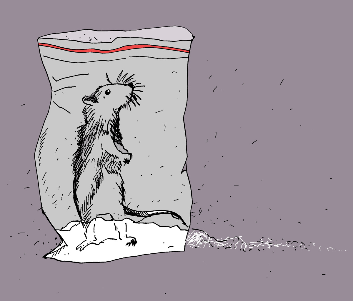 Иллюстрация Лены Солнцевой 