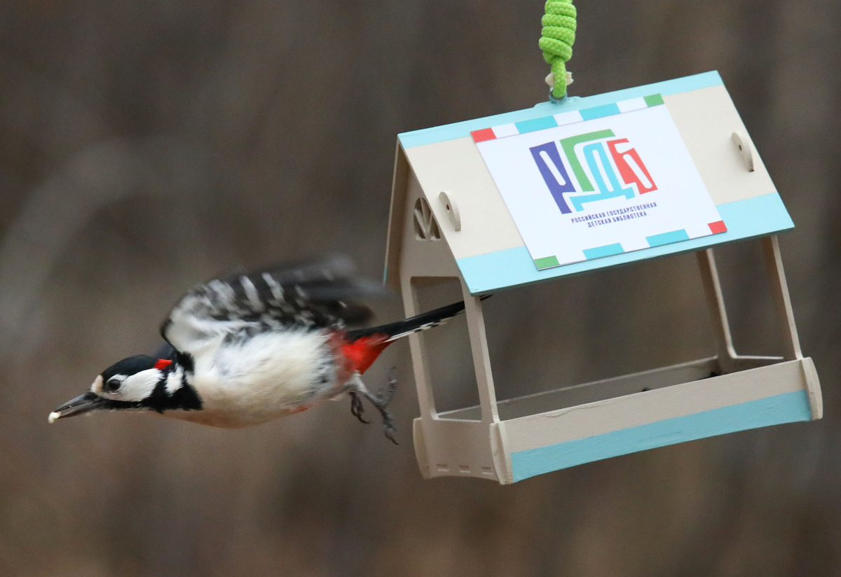 Синичкин день