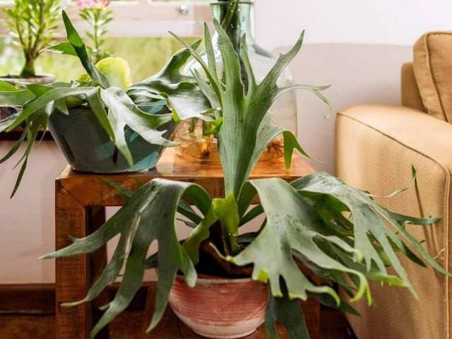 Платицериум, или «олений папоротник»