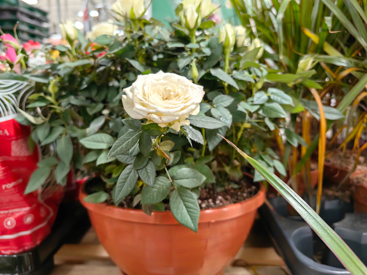 Мини-розы в сетевом магазине. Фото автора