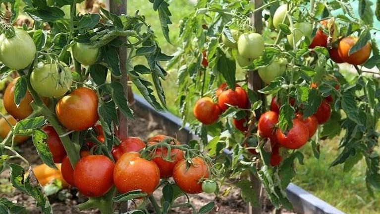 Подобрал томаты для холодного лета. Анализ урожайности девяти сортов