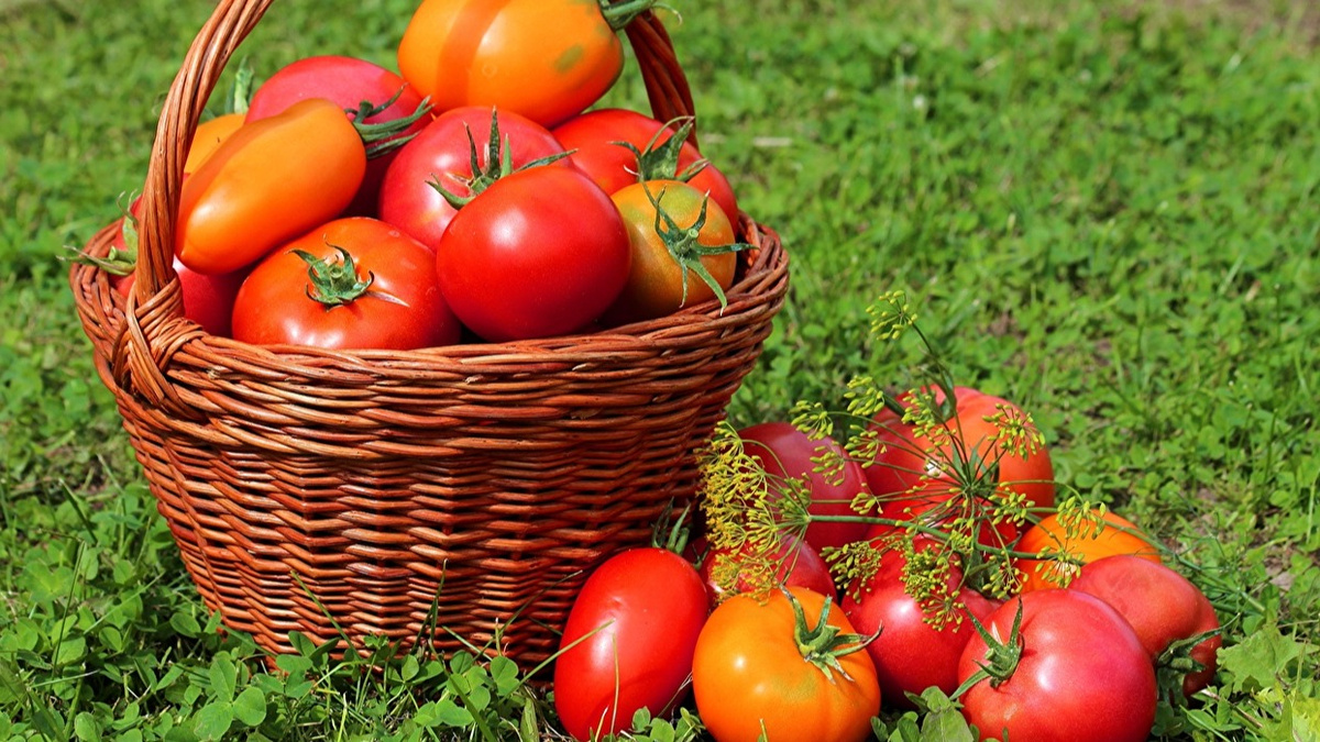  При правильном уходе сбор урожая продолжается больше месяца