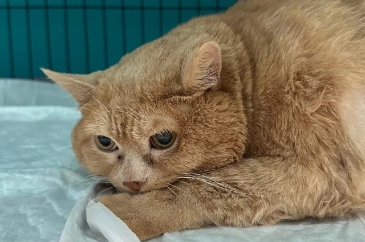    За два месяца Крошик похудел больше, чем на 2,5 кг.