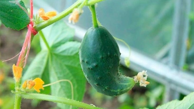 Фото с pinterest.com