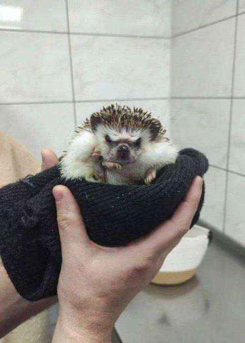 Поймите его и пожалейте.