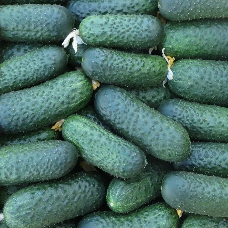 С F1 могу рекомендовать Маша