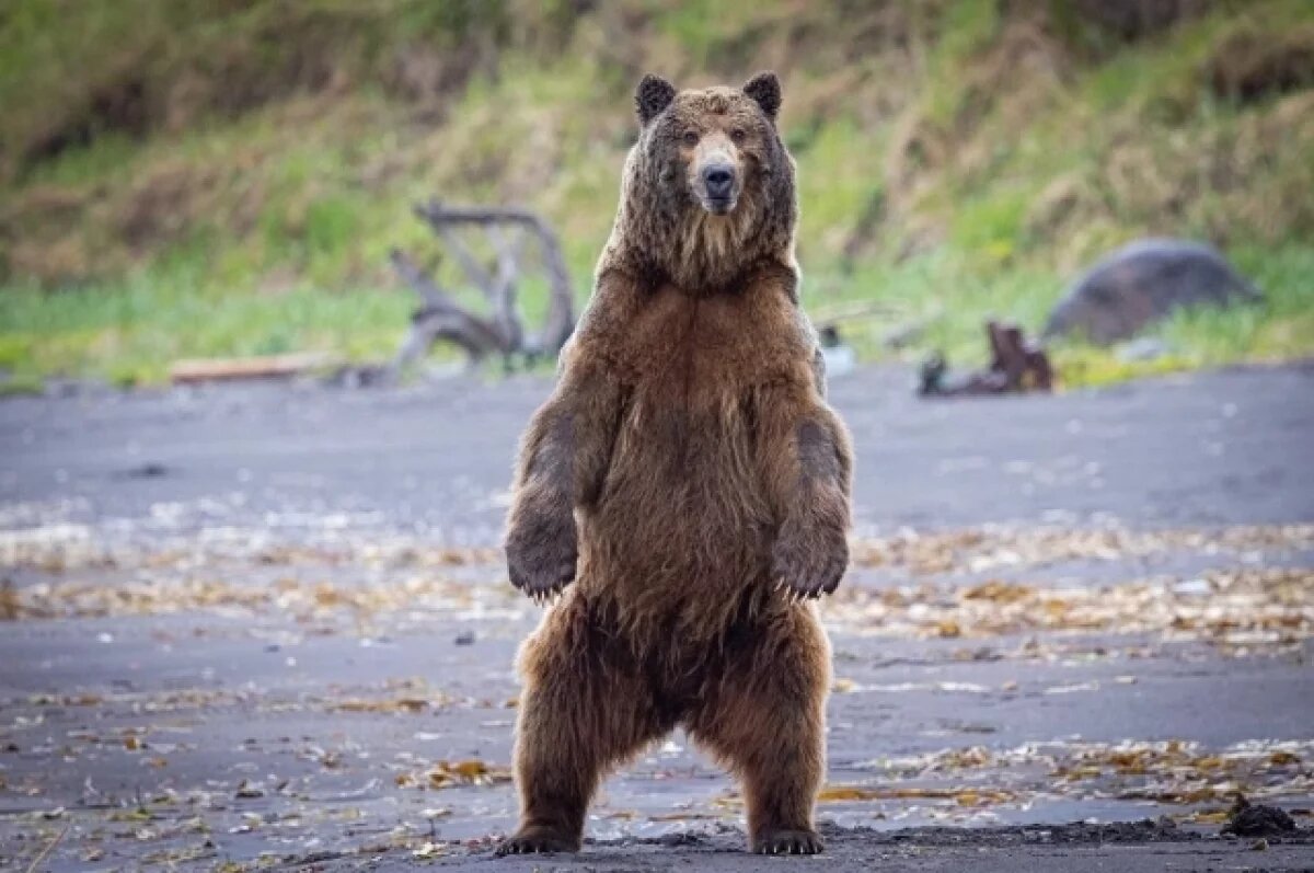   Медведь задрал вторую собаку в доме по Советской в столице Камчатки