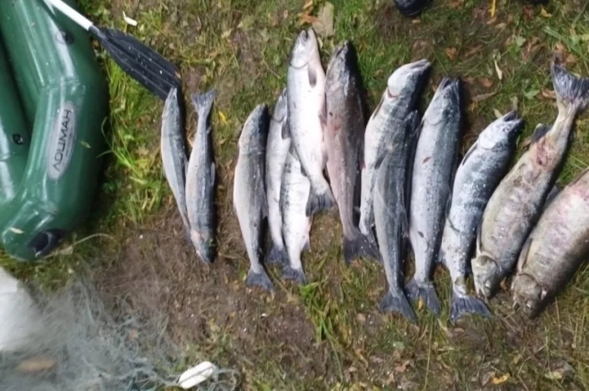    Более 50 кг рыбы изъяли у браконьеров за неделю на Камчатке