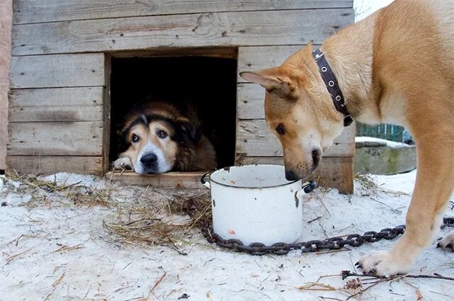    Как и чем правильно кормить собак зимой?