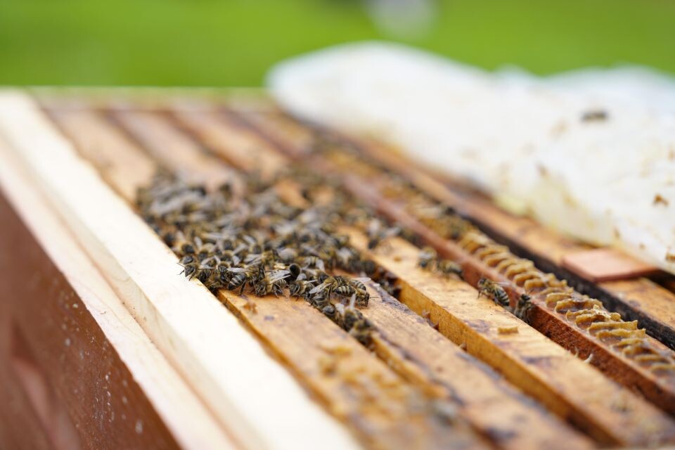    Пчелоферма Владимира Зырянова. Источник: Андрей Сороко/"Толк"