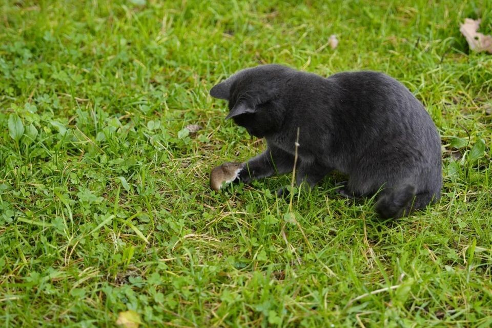    Пчелоферма Владимира Зырянова. Источник: Андрей Сороко/"Толк"