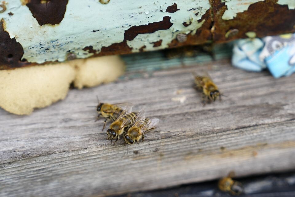    Пчелоферма Владимира Зырянова. Источник: Андрей Сороко/"Толк"