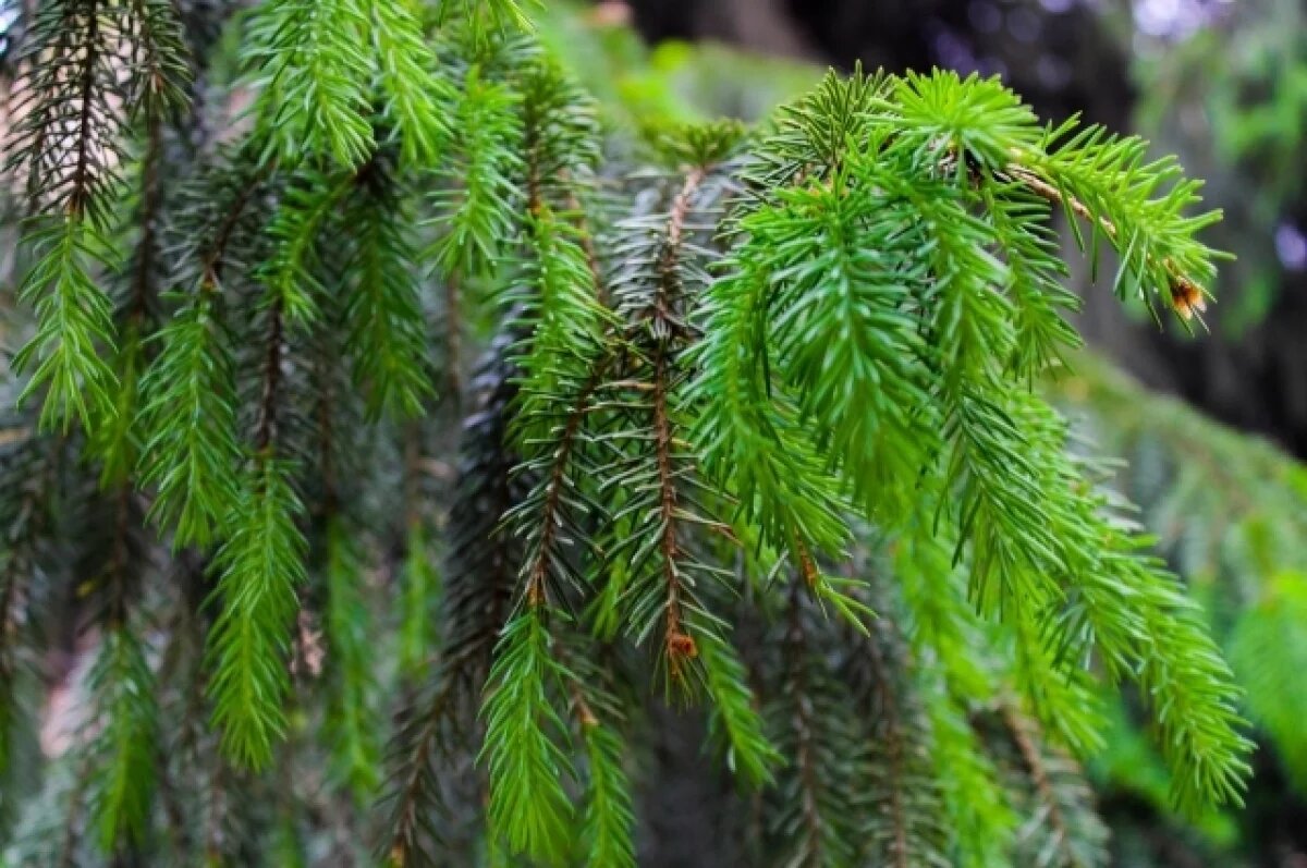    В Томской области выявили два факта незаконной рубки в рамках акции «Ель»