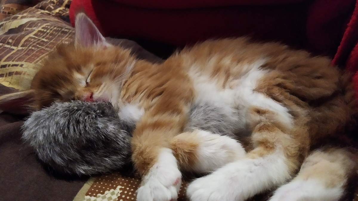 Мейн кун Степа.