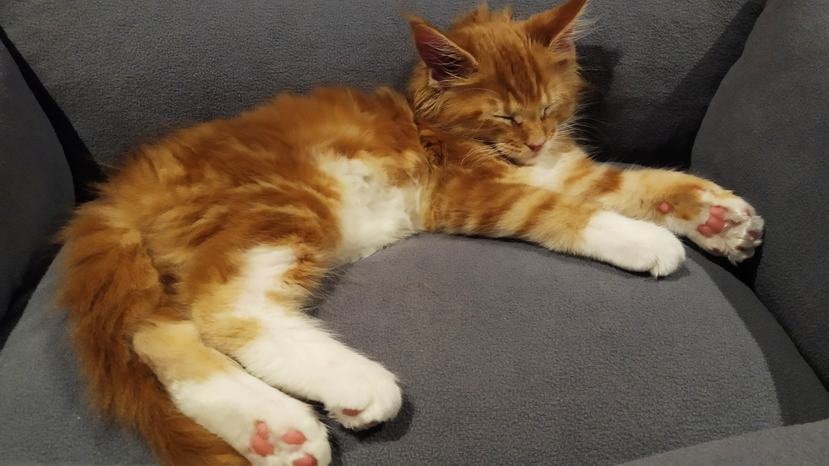 Мейн кун Степа.