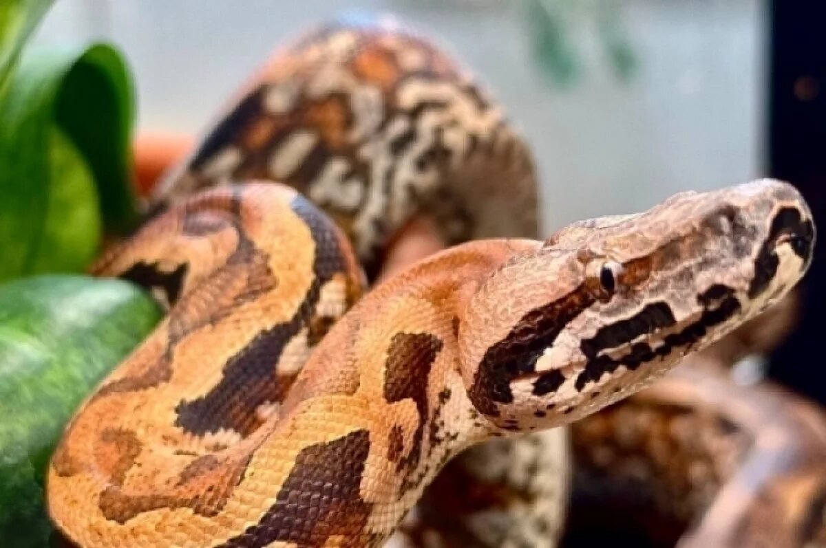    Тройня родилась у мадагаскарских удавов в зоопарке Новосибирска