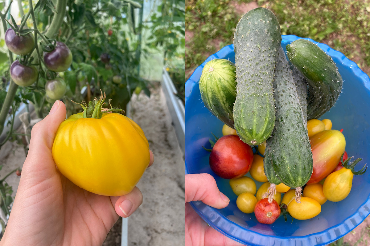 Летние огородные радости