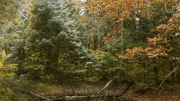    © Sputnik / Альфред Микус