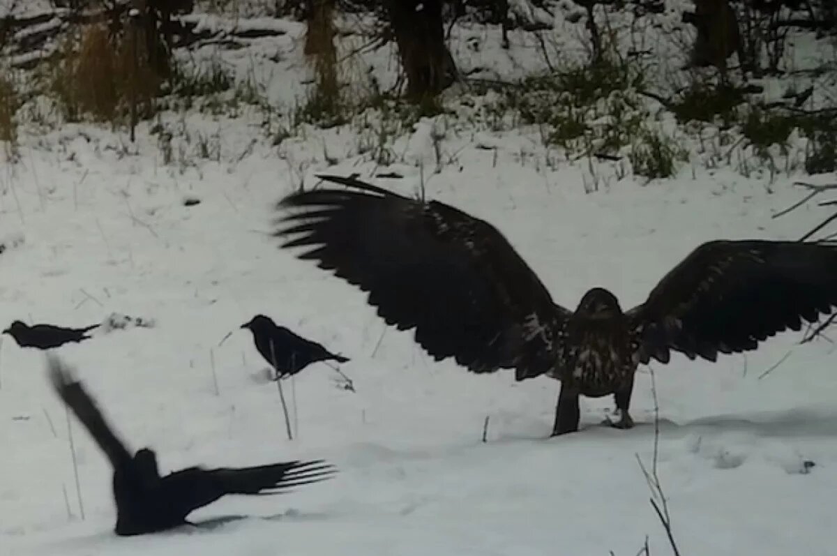    Краснокнижный орлан за трапезой попал в фотоловушку в Бузулукском бору